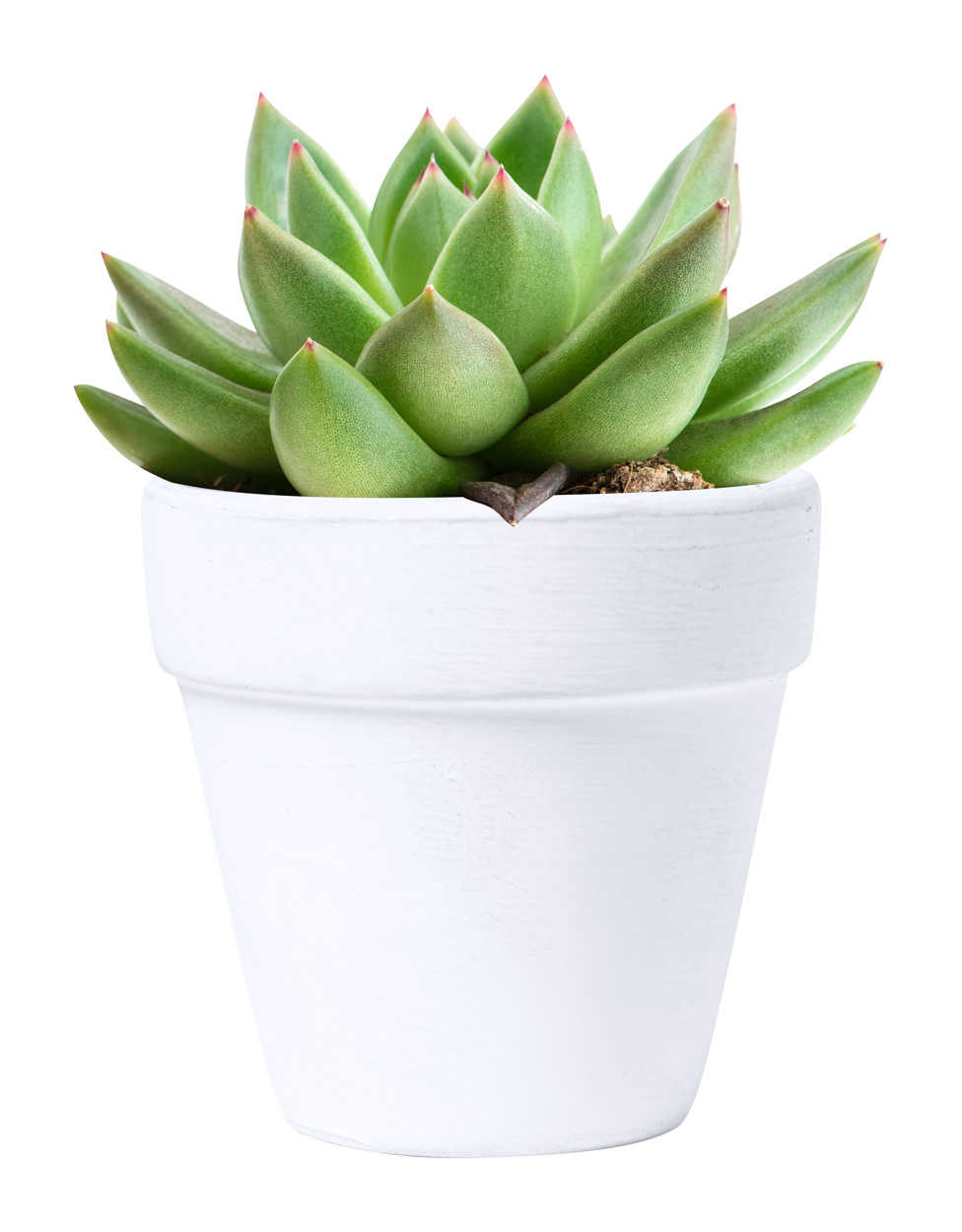 Conte flower pot with seeds - white